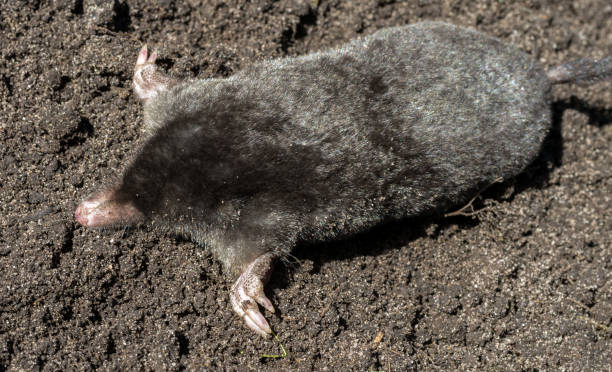 istock Black mole lies on a pile of excavated soil 1070992138