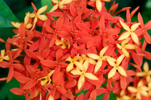 istock beautiful red and yellow ixora flower 1070995162
