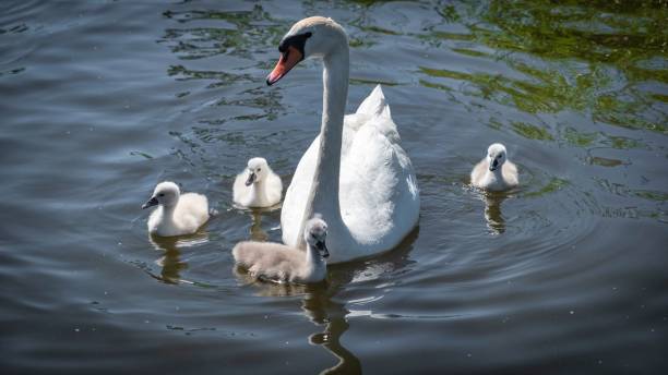 istock Swan family in the pond 1070995910