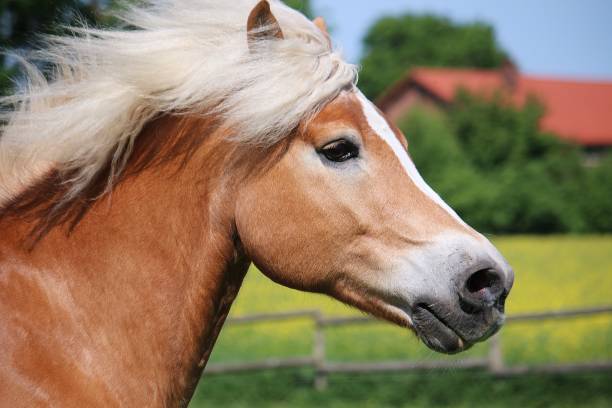 istock running haflinger horse head portrait 1070997862