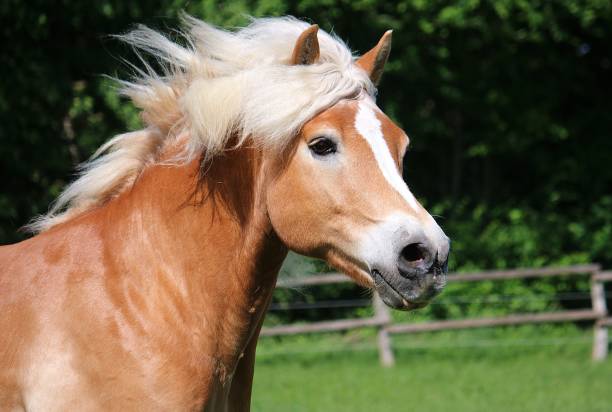 running haflinger horse head portrait beautiful haflinger horse head portrait while he is running on the paddock bianca stock pictures, royalty-free photos & images
