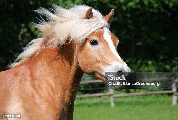 Running Haflinger Horse Head Portrait Stock Photo - Download Image Now - Haflinger Horse, Horse, Pony