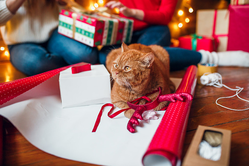 Beautiful Christmas background with a new year decor, old paper and gifts and cat lies on a wooden background. Merry Christmas postcard.