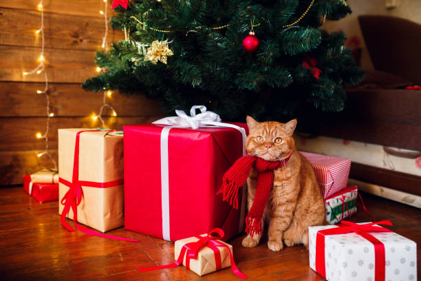 istock Ginger british cat in red knitted scarf sitting under Christmas tree and present boxes. 1071004804