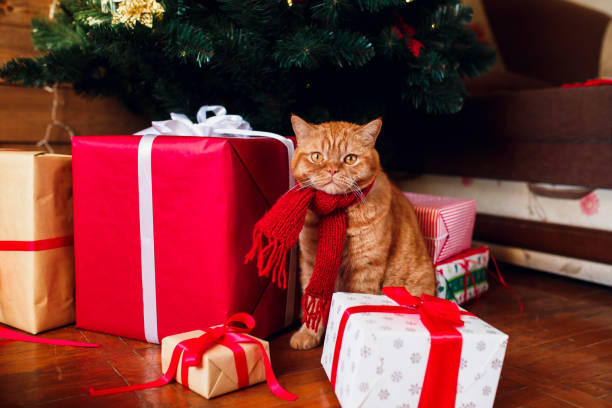istock Ginger british cat in red knitted scarf sitting under Christmas tree and present boxes. 1071004940