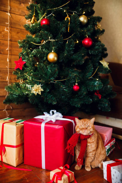 istock Ginger british cat in red knitted scarf sitting under Christmas tree and present boxes. 1071004960