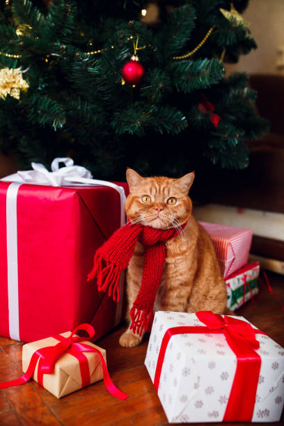 istock Ginger british cat in red knitted scarf sitting under Christmas tree and present boxes. 1071006118
