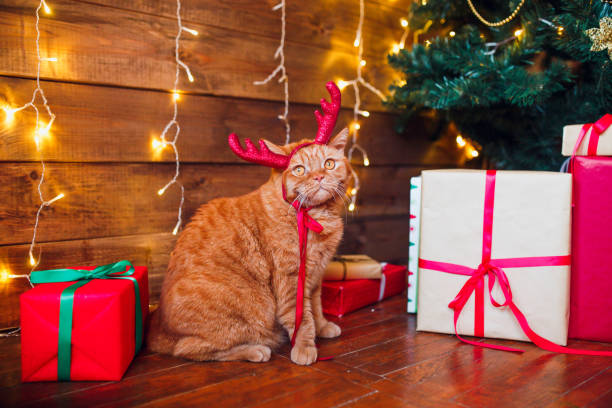 istock Christmas cat. Ginger british cat in red deer horns sitting under Christmas tree and present boxes. 1071006274