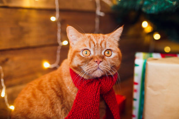 istock Ginger british cat in red knitted scarf sitting under Christmas tree and present boxes. 1071006392