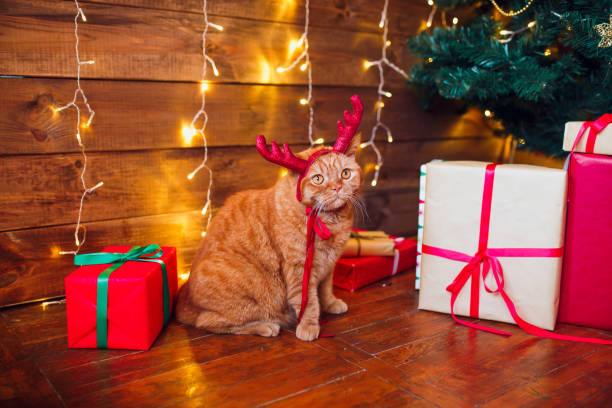 istock Christmas cat. Ginger british cat in red deer horns sitting under Christmas tree and present boxes. 1071006444