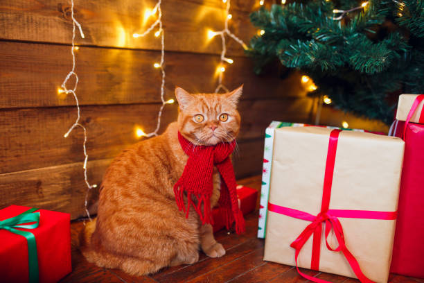istock Ginger british cat in red knitted scarf sitting under Christmas tree and present boxes. 1071006576