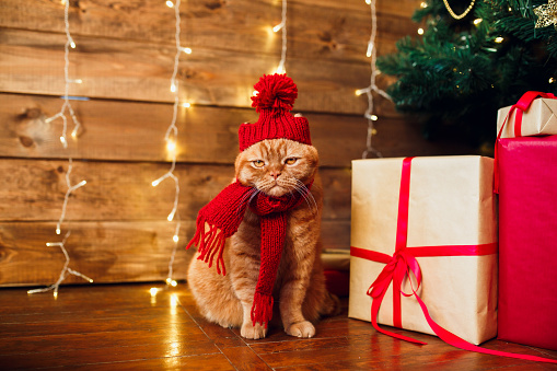 Red british cat in knitted hat and scarf sitting under Christmas tree and present boxes. Concept of the New Year and Christmas