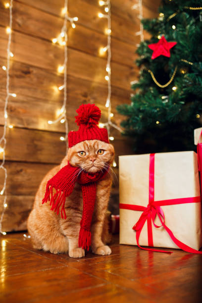 istock Red british cat in knitted hat and scarf sitting under Christmas tree and present boxes. 1071007042