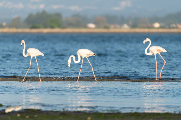 istock Flamingos in the Ria de Aveiro delta 1071008854