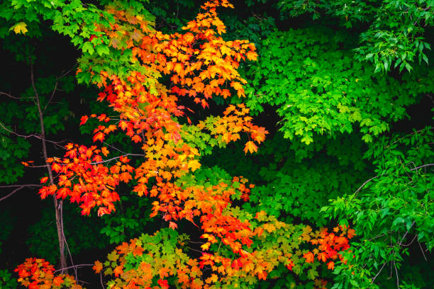 Autumn leaves in Quebec