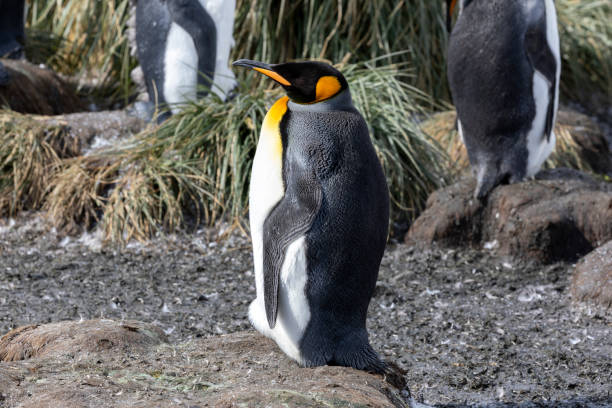 istock A king penguin rests on a small mound on Salisbury Plain on South Georgia in Antarctica 1071010938