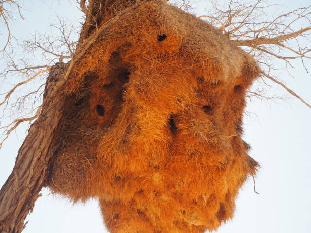 istock Bird's nest on the plant 1071010998