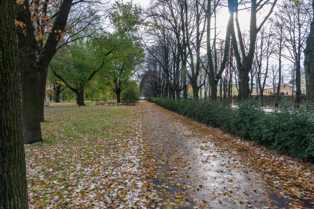 istock simple countryside forest road in perspective 1071011102
