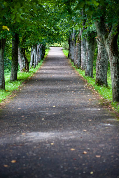 istock simple countryside forest road in perspective 1071011316