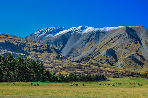 typical landscape in New Zealand