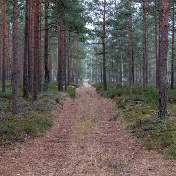 istock simple countryside forest road in perspective 1071016006