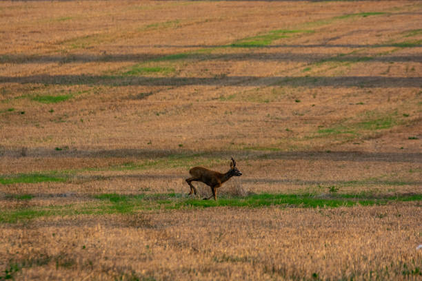 istock deer running in the cultivated field 1071016112