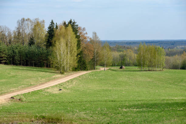 istock simple countryside forest road in perspective 1071016194