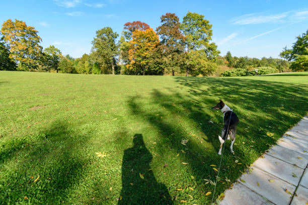 istock simple countryside forest road in perspective 1071016262