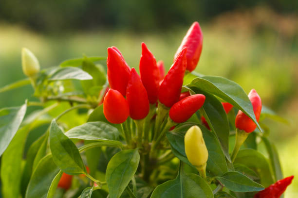 istock bird eye chili pepper on a blurry background 1071016458