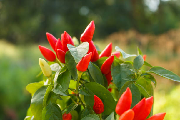 istock bird eye chili pepper on a blurry background 1071016466