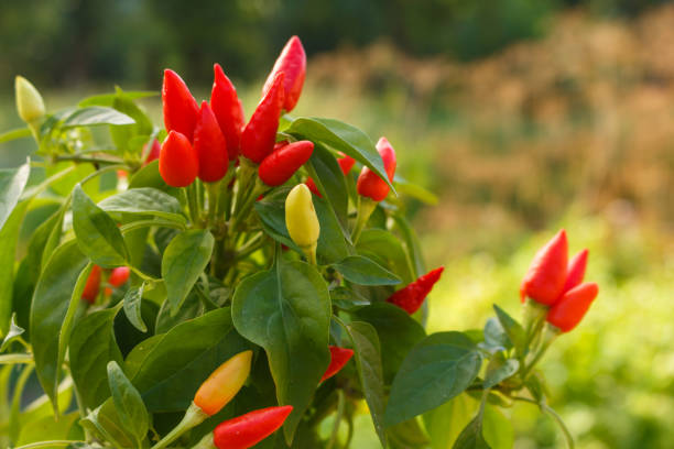 istock bird eye chili pepper on a blurry background 1071016478