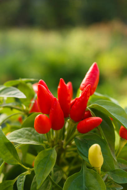 istock bird eye chili pepper on a blurry background 1071016536