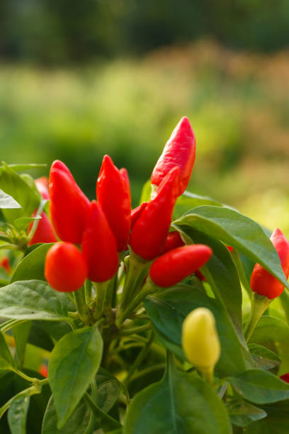 istock bird eye chili pepper on a blurry background 1071016564