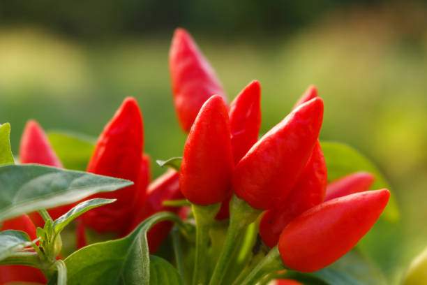 istock bird eye chili pepper on a blurry background 1071016598
