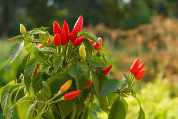 istock bird eye chili pepper on a blurry background 1071016612