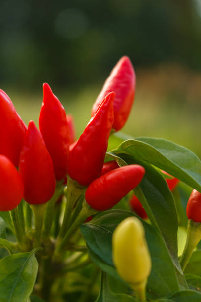 istock bird eye chili pepper on a blurry background 1071016668
