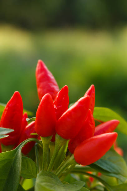 istock bird eye chili pepper on a blurry background 1071016694