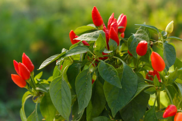 istock bird eye chili pepper on a blurry background 1071016710