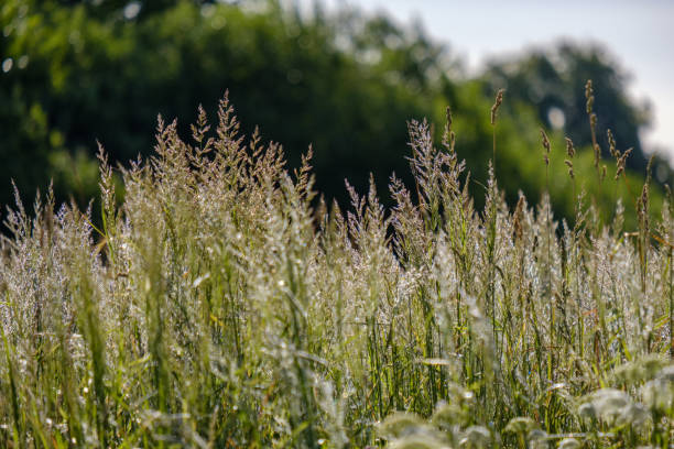istock summer plants and bents on blur background in evening sun. Textured pattern 1071016714