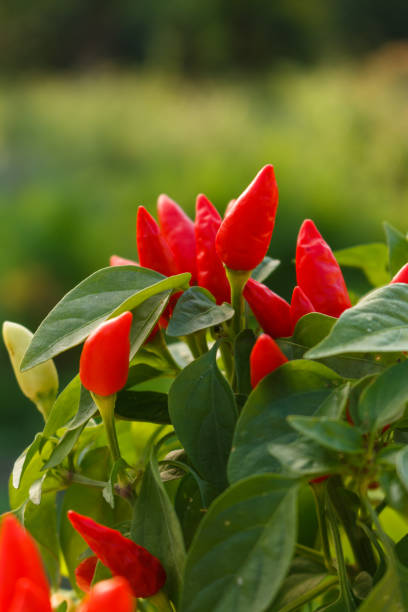 istock bird eye chili pepper on a blurry background 1071016752