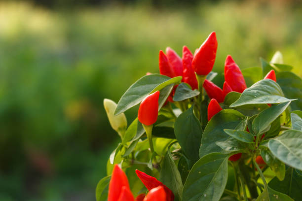istock bird eye chili pepper on a blurry background 1071016758