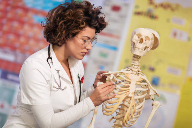 istock Medical doctor woman teaching anatomy using human skeleton model 1071017106