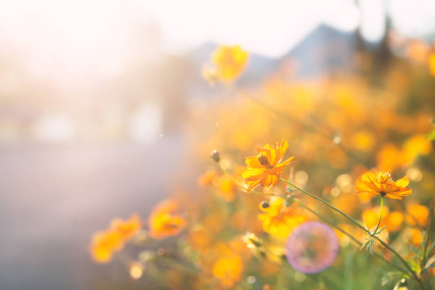 istock Yellow cosmos flower 1071018960
