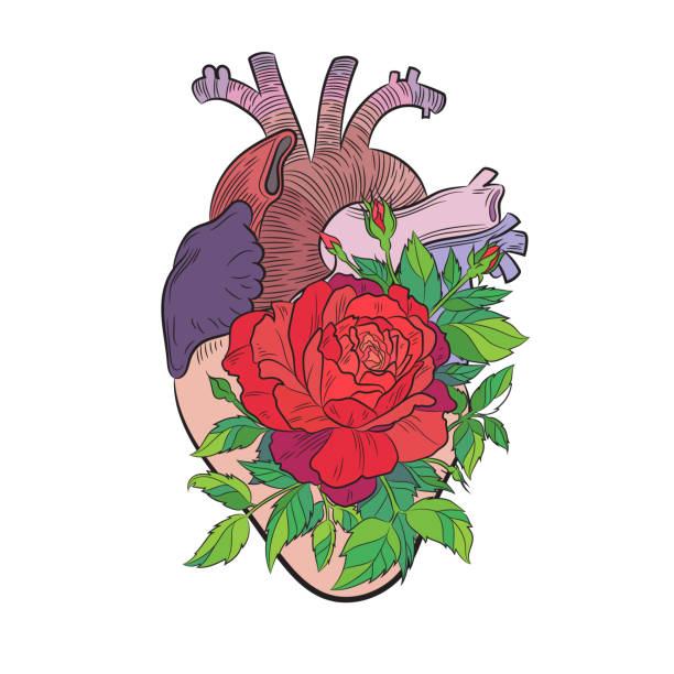 stylizowane serce z różą - heart shape human vein love human artery stock illustrations