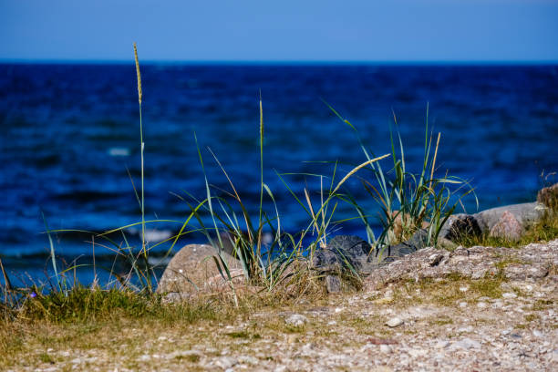 vista panoramica sulla spiaggia di mare in estate - hiiumaa foto e immagini stock