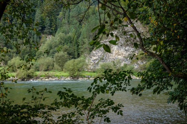 istock green water river behind the trees in summer 1071020638