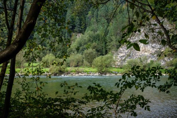 istock green water river behind the trees in summer 1071020646