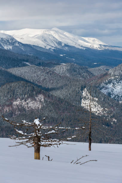 istock Winter snowy Carpathian mountains, Ukraine 1071020898