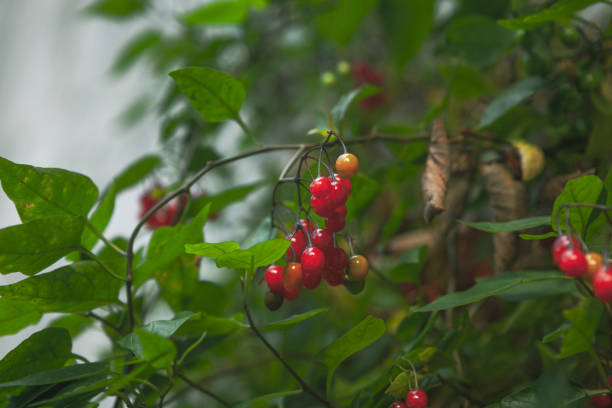 Red berries hanging from green leafy bush