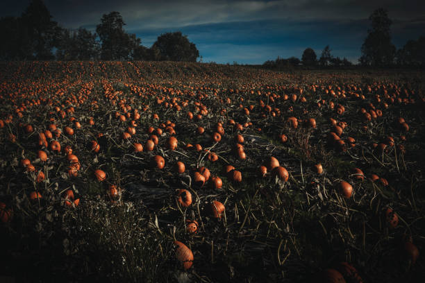 A large field of pumpkins at dusk